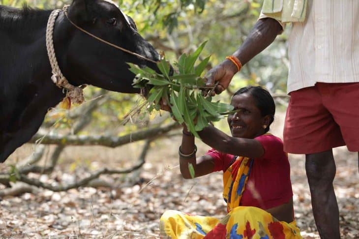 Lady - Afforestation Project